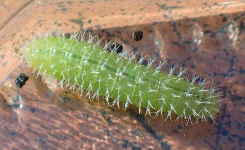 Claremontia confusa